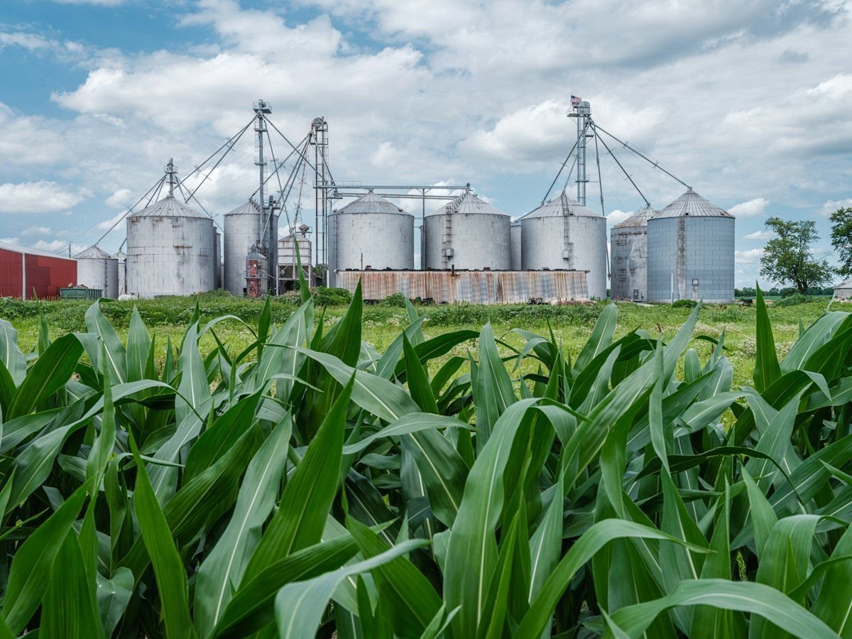 Silos ao lado de lavoura de milho